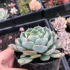 Echeveria minima x subsessilis