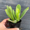 Senecio amaniensis