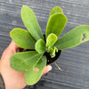 Senecio amaniensis