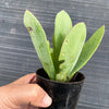 Senecio amaniensis