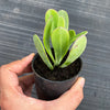 Senecio amaniensis