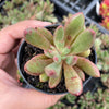 Pachyveria 'Red Banana'