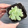 Echeveria poldensis 'Kevin'
