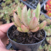 Pachyveria 'Red Banana'