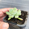 Echeveria poldensis 'Kevin'
