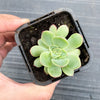 Echeveria poldensis 'Kevin'