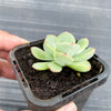 Echeveria poldensis 'Kevin'