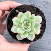Echeveria poldensis 'Kevin'
