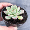 Echeveria poldensis 'Kevin'