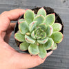 Echeveria poldensis 'Kevin'