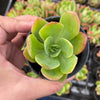 Echeveria 'Low'