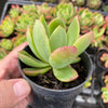 Echeveria 'Low'