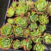 Echeveria 'Low'