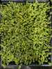 Sedum Golden Rice - Sedum Orizifolium Variegata