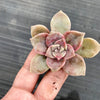 Graptopetalum 'Purple Delight'