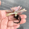 Graptopetalum 'Purple Delight'
