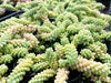 Sedum burrito 'Burros Tail'