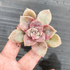 Graptopetalum 'Purple Delight'