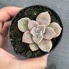 Graptopetalum 'Purple Delight'
