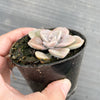 Graptopetalum 'Purple Delight'