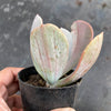 Echeveria 'Jocelyn's Joy'