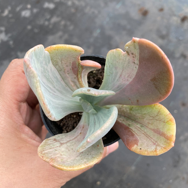 jocelyn's joy succulent Echeveria 'Jocelyn's Joy' – LET LOVE GROW (Succulent & Cactus)
