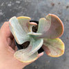 Echeveria 'Jocelyn's Joy'