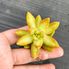 Sedum adolphii (has mark)