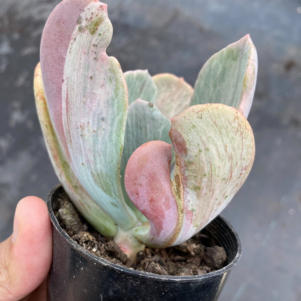jocelyn's joy succulent Echeveria 'Jocelyn's Joy' – LET LOVE GROW (Succulent & Cactus)