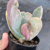 Echeveria 'Jocelyn's Joy'
