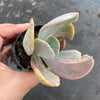 Echeveria 'Jocelyn's Joy'