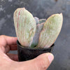 Echeveria 'Jocelyn's Joy'