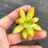 Sedum adolphii (has mark)