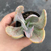 Echeveria 'Jocelyn's Joy'