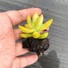 Sedum adolphii (has mark)
