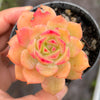 Echeveria 'Van Breen'