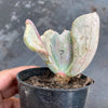 Echeveria 'Jocelyn's Joy'
