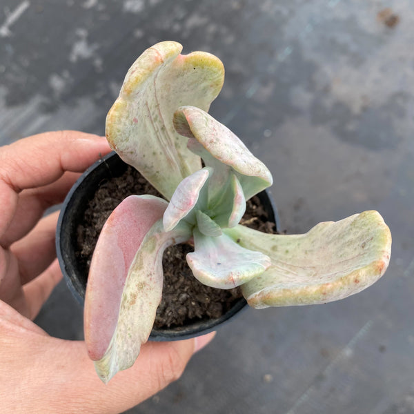jocelyn's joy succulent Echeveria 'Jocelyn's Joy' – LET LOVE GROW (Succulent & Cactus)