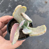 Echeveria 'Jocelyn's Joy'