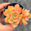 Echeveria 'Van Breen'