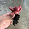 Crassula Clavata