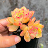 Echeveria 'Van Breen'