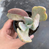 Echeveria 'Jocelyn's Joy'