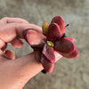 Crassula Clavata