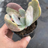 Echeveria 'Jocelyn's Joy'