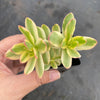 Crassula dejecta variegata