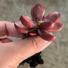 Crassula Clavata
