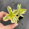 Crassula dejecta variegata
