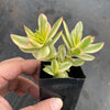 Crassula dejecta variegata