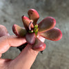 Crassula Clavata
